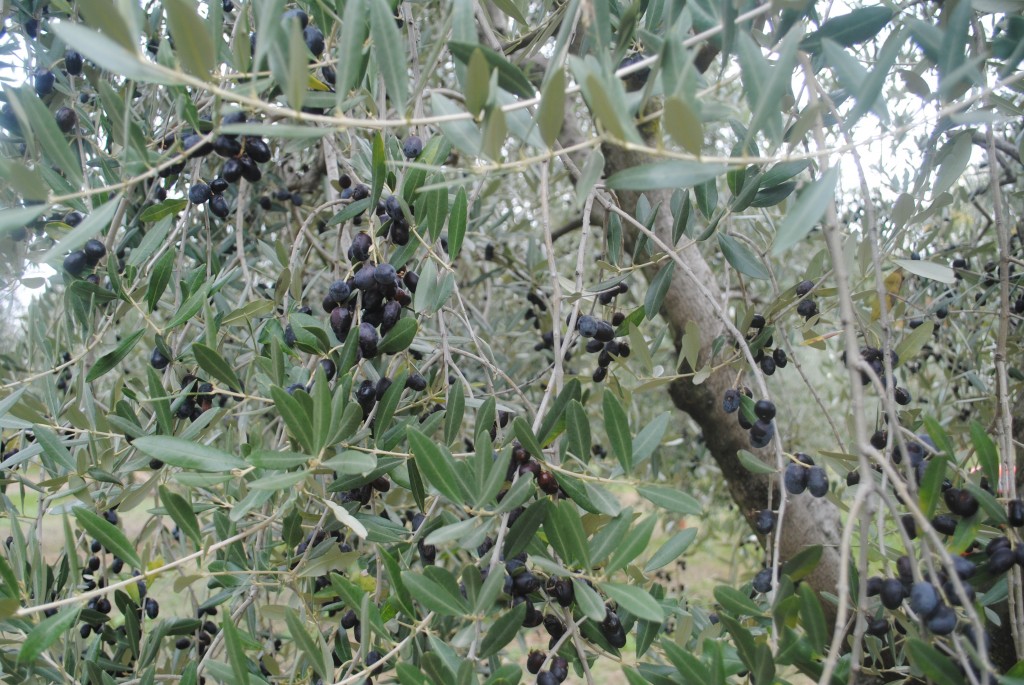 Ready to Harvest Olives