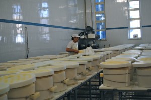 Grana Padano cheese in molds