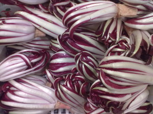 Treviso Radicchio