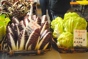 Radicchio Precoce