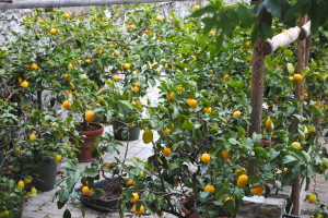 Lemon Trees in Limone