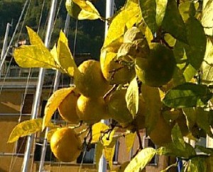Garda Lake Lemons